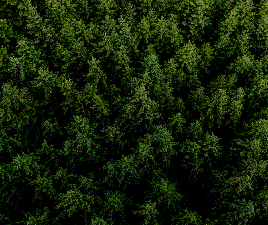 Ariel View of Forest