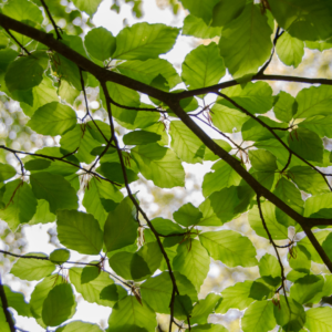 Branch of tree