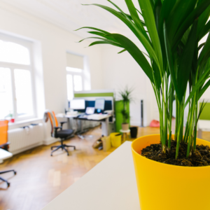 Plant on desk in a marketing office