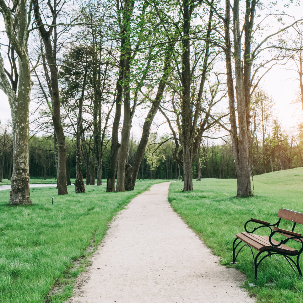 Path going through a park surrounded by trees